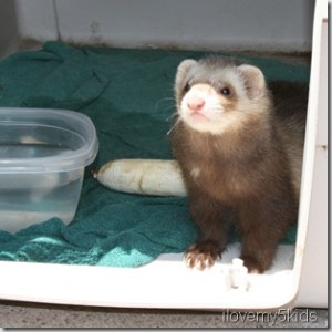 Ferret