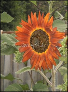 Sunflower Garden ilovemy5kids