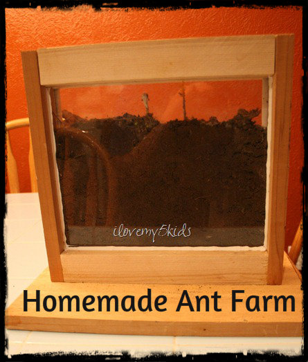 homemade ant farm