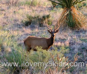 Elk in Big Bend Texas @loving5kids