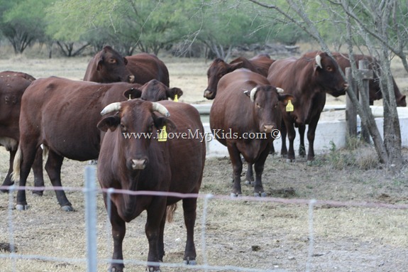 King Ranch Cattle
