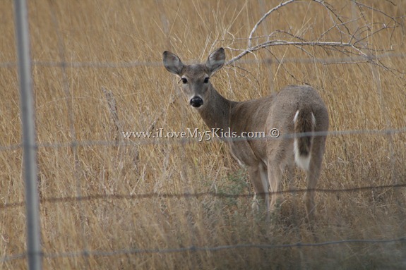 White Tailed Deer King Ranch