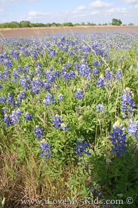 Field of bluebonnets