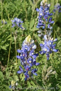 Texas State Flower Bluebonnet
