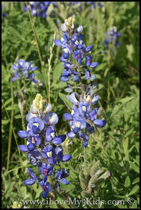 Texas Bluebonnet ilovemy5kids