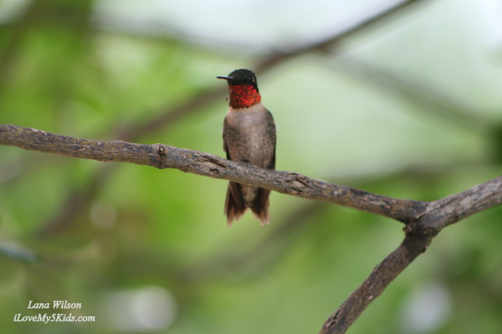 Mr. Hummer 2013