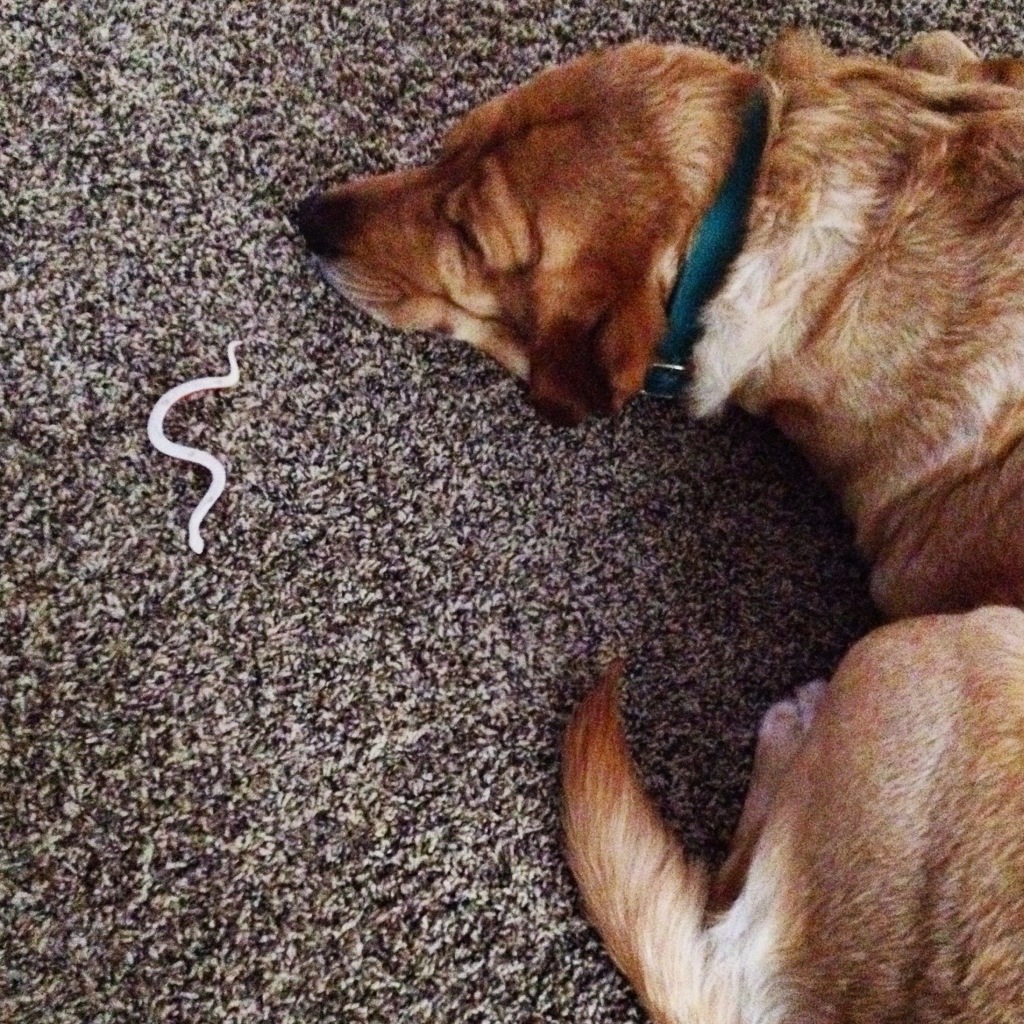 Lab and Play Snake