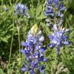 Texas State Flower Bluebonnet