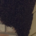 Bee Swarm in Texas