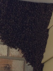 Bee Swarm in Texas