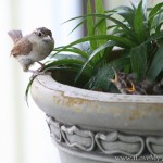 His eye is on the sparrow